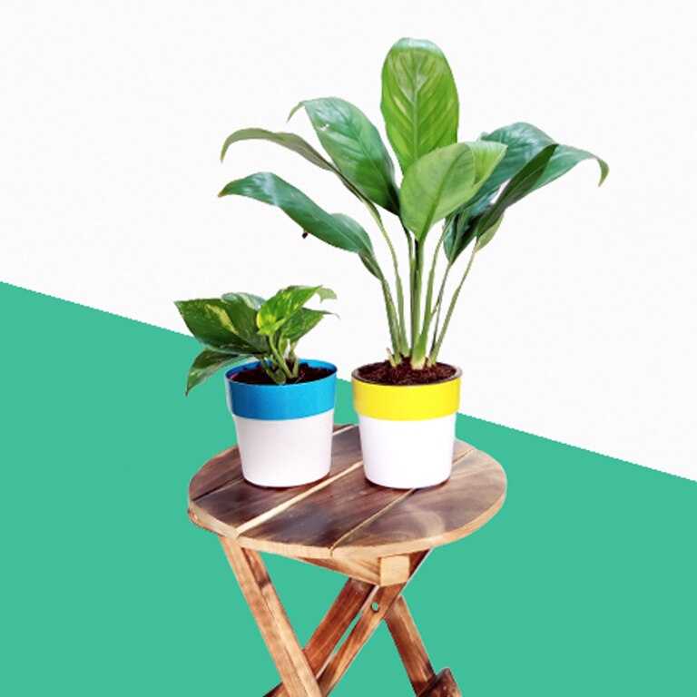 Air Purifier Plant Combo Pack - Green Money Plant & Peace Lily In Dual Color Pot
